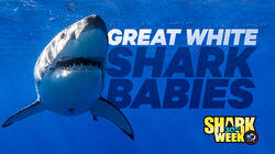 Great White Shark Babies Great White Shark Babies