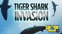 Tiger Shark Invasion Tiger Shark Invasion