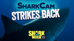 SharkCam Strikes Back SharkCam Strikes Back
