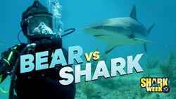 Bear vs Shark Bear vs Shark
