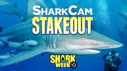 SharkCam Stakeout SharkCam Stakeout