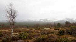 Forests
