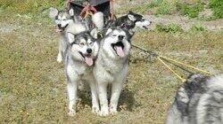 Working Woofers