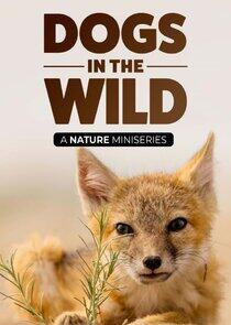 Dogs in the Wild, A Nature Miniseries Dogs in the Wild, A Nature Miniseries