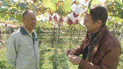 Japan's Wine Country: Katsunuma