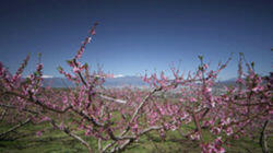 Peach Trees and Rural Retreat Kofu Basin Peach Trees and Rural Retreat Kofu Basin
