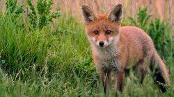Meet the Foxes! Meet the Foxes!