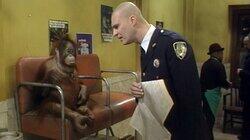 Monkey Business Monkey Business