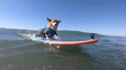 The Surfing Corgi & Bee Dogs The Surfing Corgi & Bee Dogs