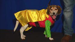 The Canine Crusaders The Canine Crusaders