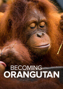 Becoming Orangutan Becoming Orangutan