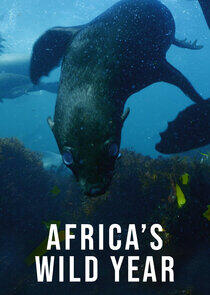 Africa's Wild Year