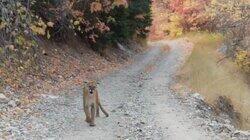 Man Stalked By Cougars, Skydiver Miracle, Buried Alive & Terrifying Drive Man Stalked By Cougars, Skydiver Miracle, Buried Alive & Terrifying Drive