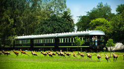 African Safari African Safari