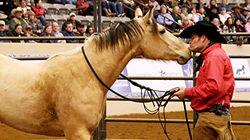 Unsaddled and Untraveled Unsaddled and Untraveled