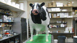 Prize Cow, Pop-Tarts & Patience Prize Cow, Pop-Tarts & Patience