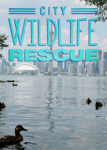 City Wildlife Rescue City Wildlife Rescue