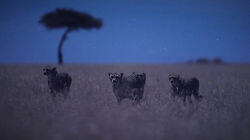 Moonlit Plains Moonlit Plains