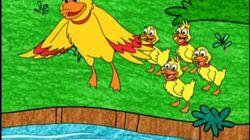 Quack! Quack! Quack! Quack!