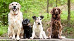 Dog Tales Dog Tales