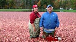 Cranberry Sauce