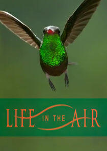 Life in the Air Life in the Air
