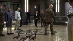Duck, Duck Goose Duck, Duck Goose