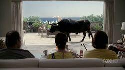 No Bull No Bull