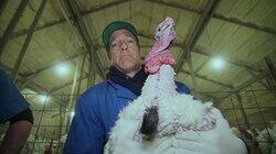Turkey Inseminator