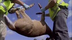 Roadkill Cleaner Roadkill Cleaner