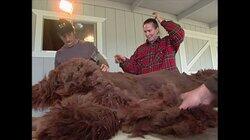 Alpaca Shearer Alpaca Shearer