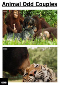 Animal Odd Couples - Season 1 Animal Odd Couples - Season 1