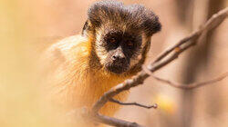 Chico the Baby Capuchin Chico the Baby Capuchin