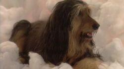 Requiem for a Dead Briard