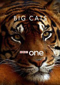 Big Cats Big Cats