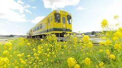 A DAY-TRIP FROM TOKYO PT.2 Slow Train in Springtime Chiba A DAY-TRIP FROM TOKYO PT.2 Slow Train in Springtime Chiba