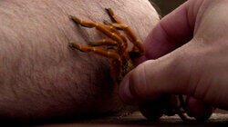Arachnophobia Arachnophobia