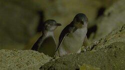 A Tale of Two Penguins A Tale of Two Penguins