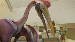 Flying Expectations / Dino Talents Flying Expectations / Dino Talents