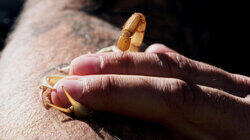 The Scorpion King The Scorpion King