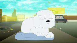Dog Dog