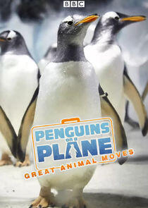 Penguins on a Plane: Great Animal Moves Penguins on a Plane: Great Animal Moves