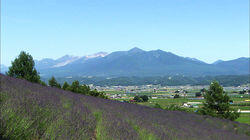 The Flowering Mountain, Mt. Furanodake The Flowering Mountain, Mt. Furanodake