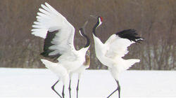 Kushiro: Dancing with Nature Kushiro: Dancing with Nature