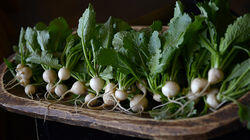 Turnips: The Roots Turnips: The Roots