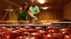 Tomatoes....You Say Heirloom, I Say Old Timey Tomatoes....You Say Heirloom, I Say Old Timey