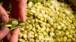 R-E-S-P-E-C-T the Butterbean R-E-S-P-E-C-T the Butterbean