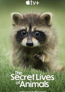 The Secret Lives of Animals The Secret Lives of Animals