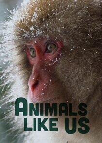 Animals Like Us Animals Like Us