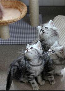 The Secret Life of Kittens The Secret Life of Kittens